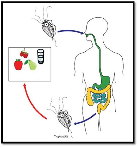 Trichomonas Hominis Life Cycle