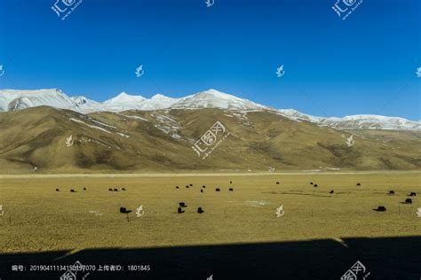 雪山草原牦牛草原风光自然风景摄影素材汇图网