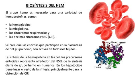 Biosintesis de la Hemoglobina Ronaldo Montalvo Oñate uDocz