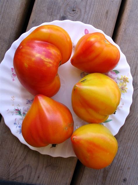 Wow Those Yummy Oxheart Tomatoes Mandy S Greenhouse