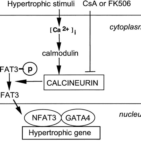 Schematic Illustration Of Calcineurin S Role In Cardiac Hypertrophy