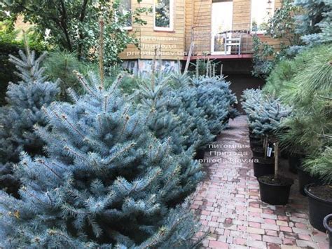 Ель голубая Блю Диамонд (Picea pungens Blue Diamond)