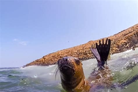 Lima Palomino Islands Speedboat Tour Swim With Sea Lions GetYourGuide