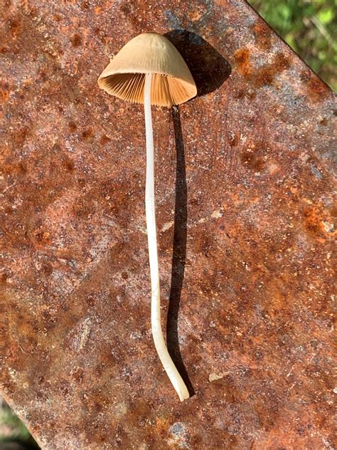 Conocybe Apala Milky Cone Cap Mushrooms Of Ct