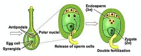 Double Fertilization: Definition and Advantages - QS Study