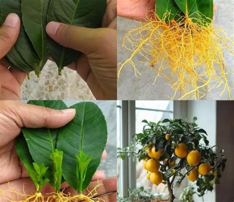 Coltivare Alberi Di Limoni Dalle Foglie Di Limone Una Guida Passo