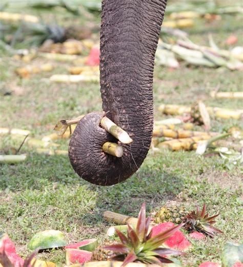 Premium Photo | An elephant trunk grab sugar cane during elephant feast