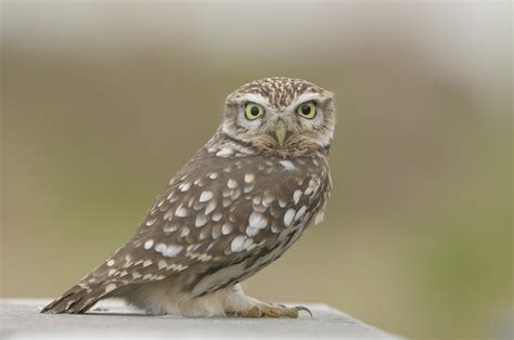 Wat Te Doen In Dendermonde Dit Weekend