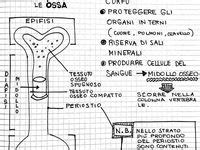 Idee Su Sistema Scheletrico Quaderni Scientifici Scienza Scuola