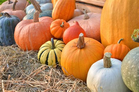 Come Cucinare La Zucca Fatto In Casa Da Benedetta