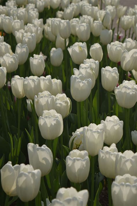 White Tulips Blooming In The Field