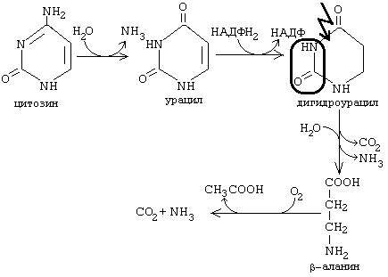 Различия в катаболизме пуриновых и пиримидиновых азотистых оснований.