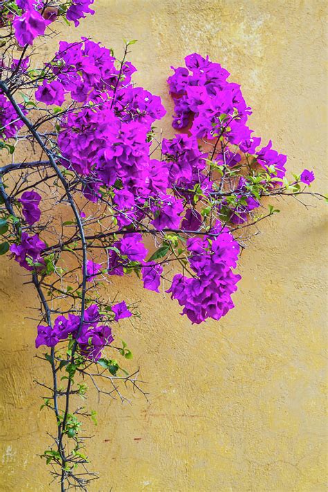 Purple Bougainvillea Photograph by Lindley Johnson - Pixels