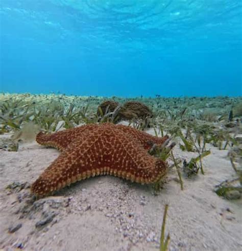 Cozumel El Cielo Hour Shared Snorkeling Tour