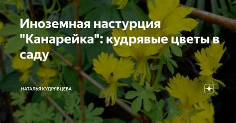 Иноземная настурция "Канарейка": кудрявые цветы в саду | Волшебный сад ...