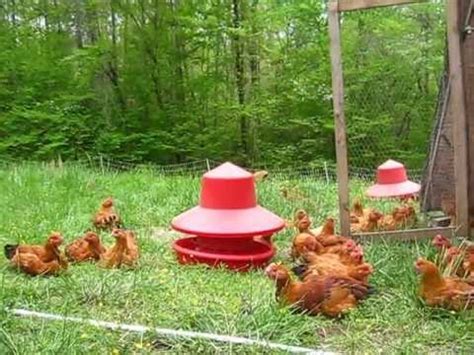 Freedom Ranger Meat Chickens On Spring Pasture At Bluebird Farm Youtube