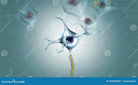 A Neuron Has Three Main Parts Dendrites An Axon And A Cell Body Or