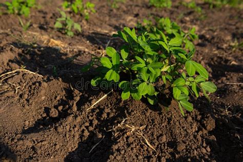 Peanut Plant Growing On The Soil Vegetables Garden Organic Food Stock