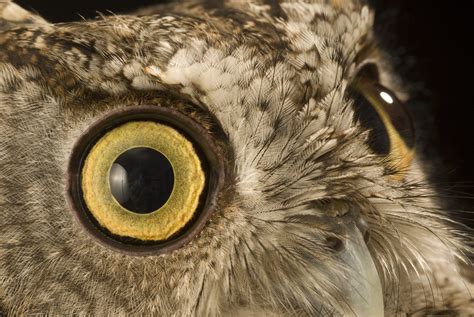 owl | Oregon Zoo