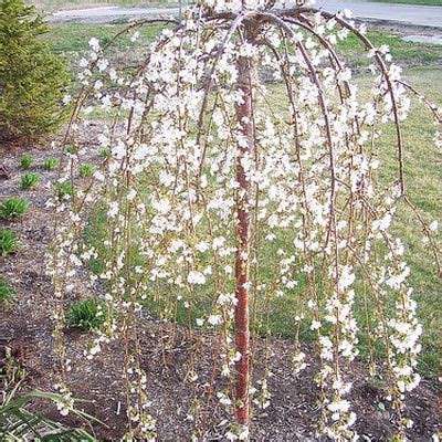 Add Grace to Your Yard With These 20 Weeping Trees | Weeping trees, Garden trees, Flowering bushes