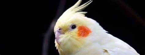 Best Pet Birds For Beginners: My Top 11 Picks