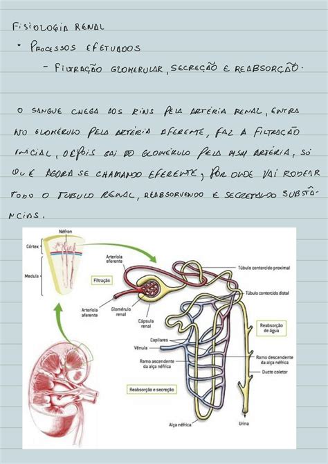 Solution Fisiologia Do Sistema Renal Studypool