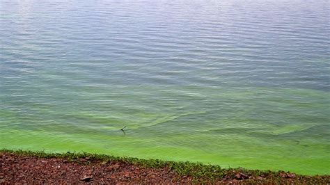 Alerta por cianobacterias en el Río de la Plata qué riesgos tienen