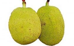 Fresh Jackfruit At Best Price In Coimbatore Mita Exports