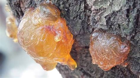 Neverovatna moć prirode: Gde se i kako koristi SMOLA?