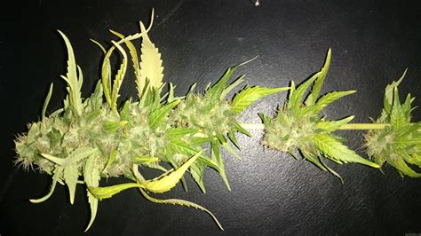 Strain Galerie Hindu Kush Sensi Seeds PIC 05071521381842066 Von Drew1