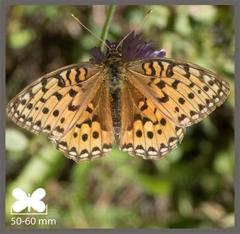 Grand Nacré Speyeria aglaja Identifier un insecte