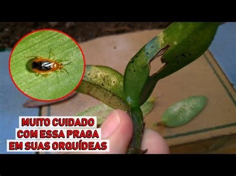 Dicas Dona Maria MUITO CUIDADO ESSA PRAGA EM SUAS ORQUÍDEAS YouTube