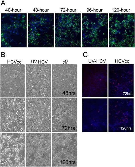 Characterization Of Hcv Jfh Infection Of Huh 75 Cells A Expression