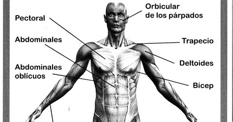 Sistema Muscular Para Colorear Para Nios El Sistema Muscular Para 9ce