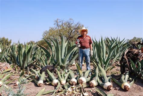 Maguey pulquero ícono cultural La Jornada Estado de México