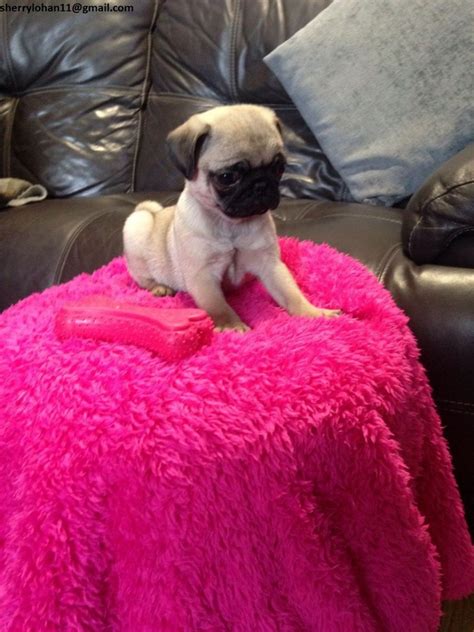 Pug Puppies For Sale Traverse City Mi 247804 Petzlover