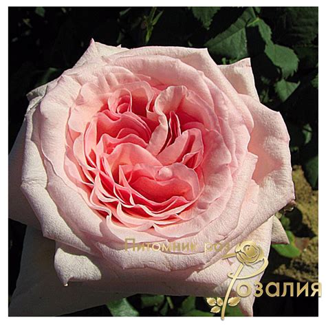 Купити саджанці чайно-гібридних троянд Пінк Охара ніжно-рожевий з ...
