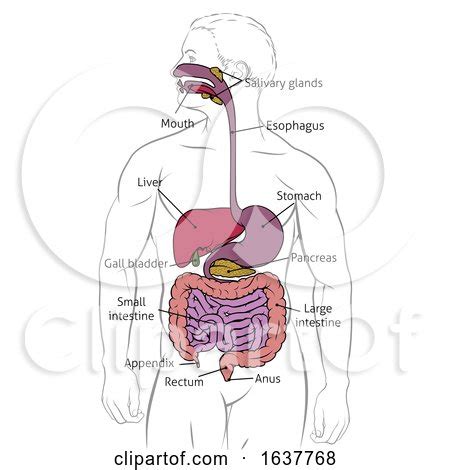 Human Digestive Gastrointestinal Tract Diagram Posters, Art Prints by ...