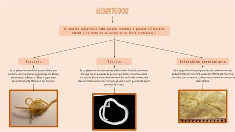 Parasitología Helmintos Valeria Rodriguez Udocz