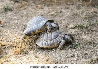 141 Turtle Mating Season Images, Stock Photos, 3D objects, & Vectors ...