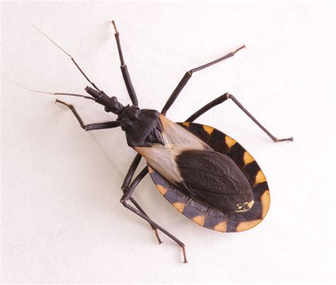 Want To Know Why Assassin Bugs Are Also Called Kissing Bugs Proactive Pest Control