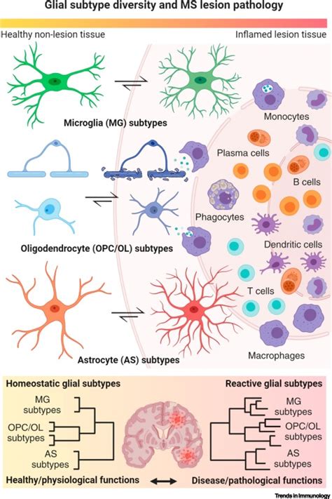 Diversity And Function Of Glial Cell Types In Multiple Sclerosis