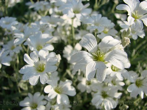 Snow In Summer Cerastium Tomentosum In Bloom White Flowers Background