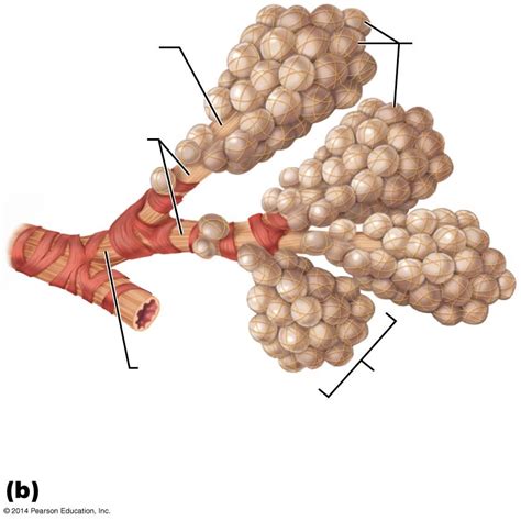 Alveoli Diagram | Quizlet