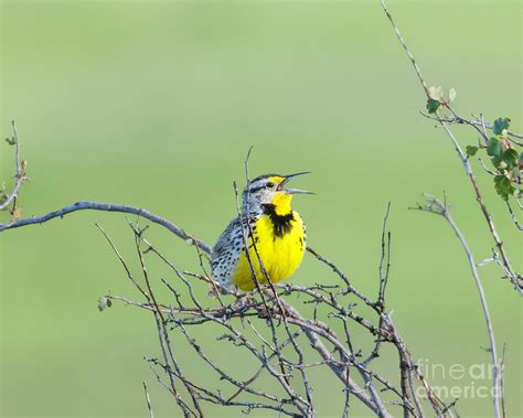 Western Meadowlark Singing For Spring Photograph By Jackie Follett Pixels