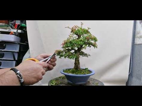 Pruning Some Chinese Elms YouTube