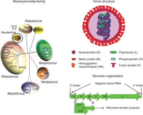 Paramyxovirus Structure