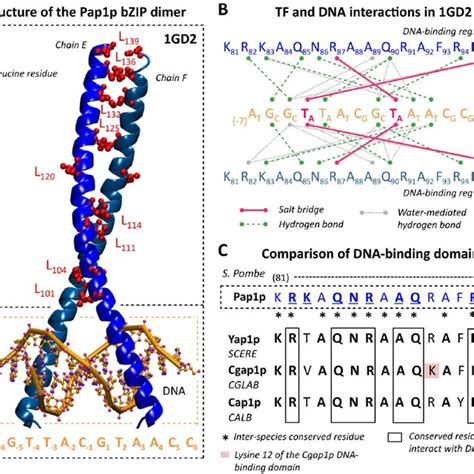 Structural Explorations Of Yeast Ap 1 Transcription Factor Dna Download Scientific Diagram