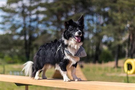 Corgi Border Collie Mix: World, Meet The Borgi