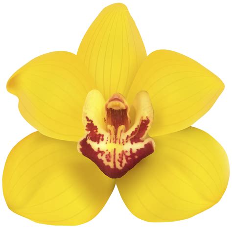 Yellow Orchid Transparent 14033613 PNG